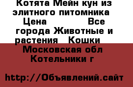 Котята Мейн-кун из элитного питомника › Цена ­ 20 000 - Все города Животные и растения » Кошки   . Московская обл.,Котельники г.